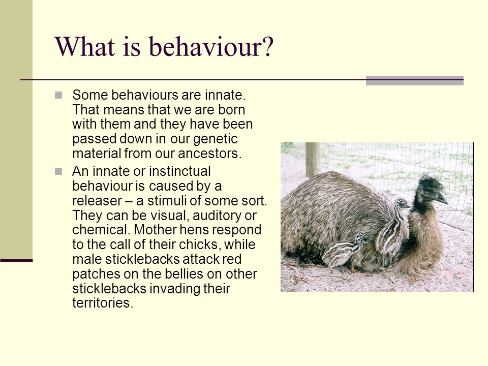 . Biology Unit 2 Animal Behaviour. What is behaviour? Individual  behaviours are those related to the movement of an animal or its  physiology. Such. - ppt download