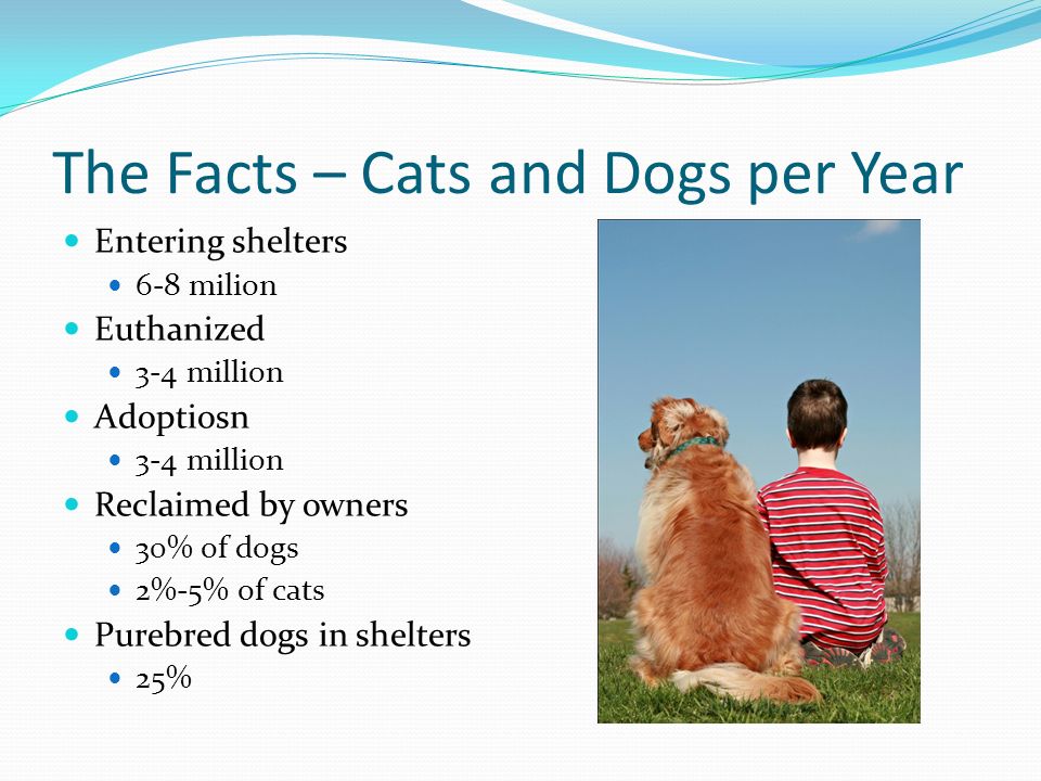 The Facts – Cats and Dogs per Year Entering shelters 6-8 milion Euthanized 3-4 million Adoptiosn 3-4 million Reclaimed by owners 30% of dogs 2%-5% of cats Purebred dogs in shelters 25%