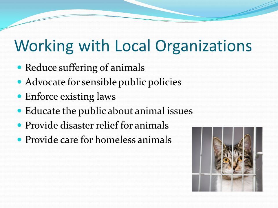 Reduce suffering of animals Advocate for sensible public policies Enforce existing laws Educate the public about animal issues Provide disaster relief for animals Provide care for homeless animals Working with Local Organizations