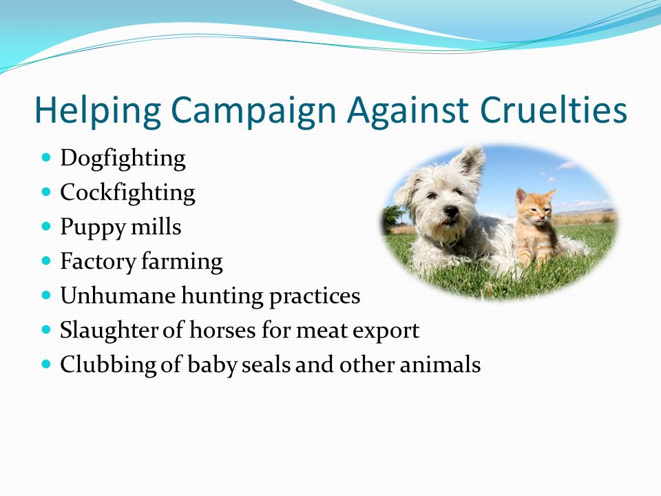 Helping Campaign Against Cruelties Dogfighting Cockfighting Puppy mills Factory farming Unhumane hunting practices Slaughter of horses for meat export Clubbing of baby seals and other animals