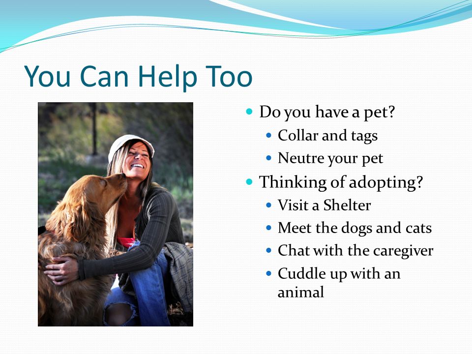 You Can Help Too Do you have a pet. Collar and tags Neutre your pet Thinking of adopting.