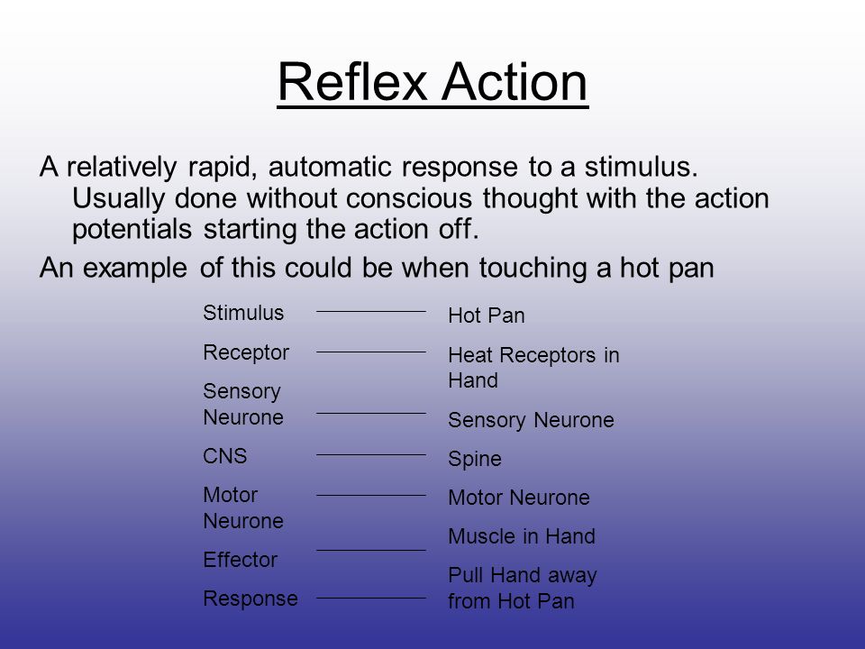 Behaviour. Objectives Explain, with reference to their biological  significance, what is meant by innate behaviour, instinct and reflex  action. Describe. - ppt download