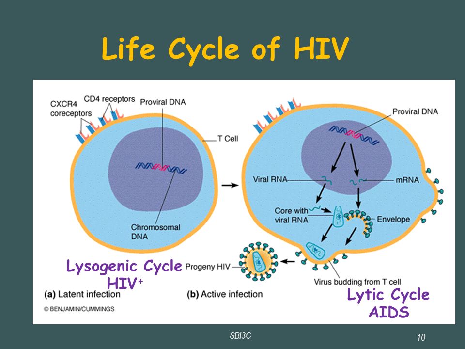 SBI3C 10 Life Cycle of HIV Lysogenic Cycle HIV + Lytic Cycle AIDS