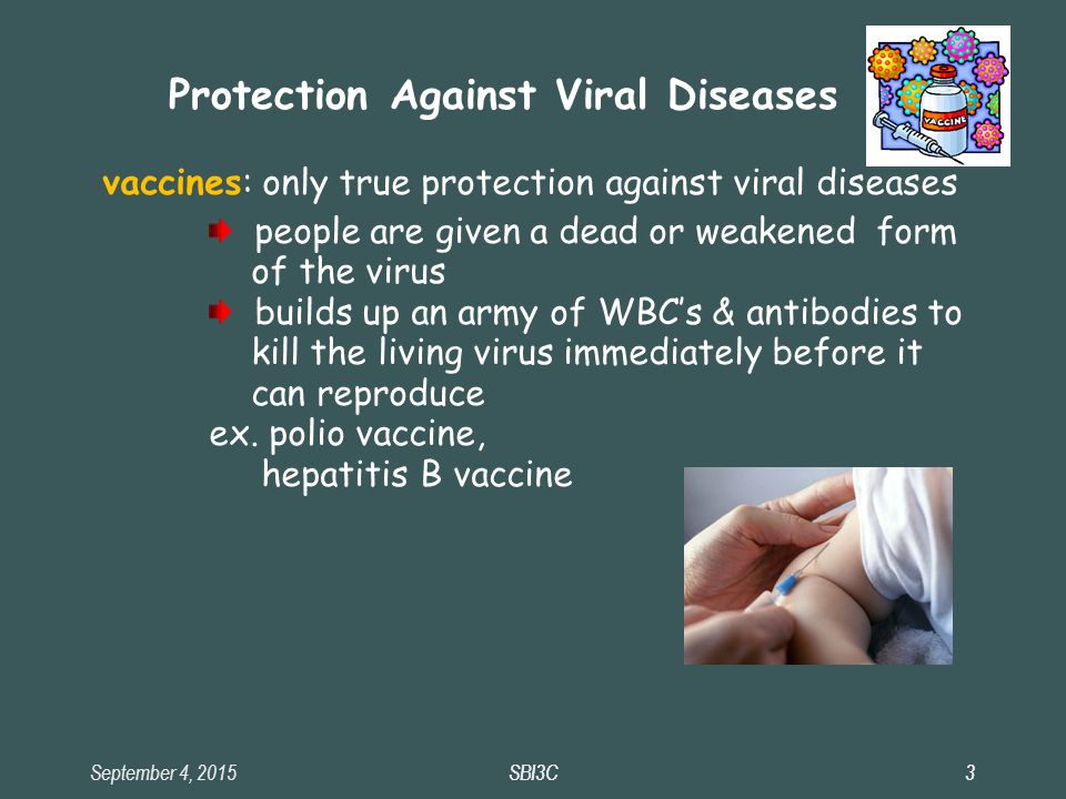 September 4, 2015SBI3C3 3 vaccines: only true protection against viral diseases people are given a dead or weakened form of the virus builds up an army of WBC’s & antibodies to kill the living virus immediately before it can reproduce ex.