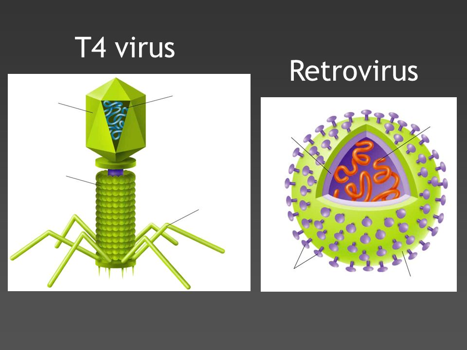 T4 virus Retrovirus