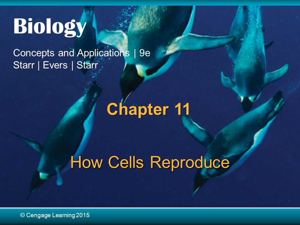 © Cengage Learning 2015 Biology Concepts and Applications | 9e Starr | Evers | Starr © Cengage Learning 2015 Chapter 11 How Cells Reproduce