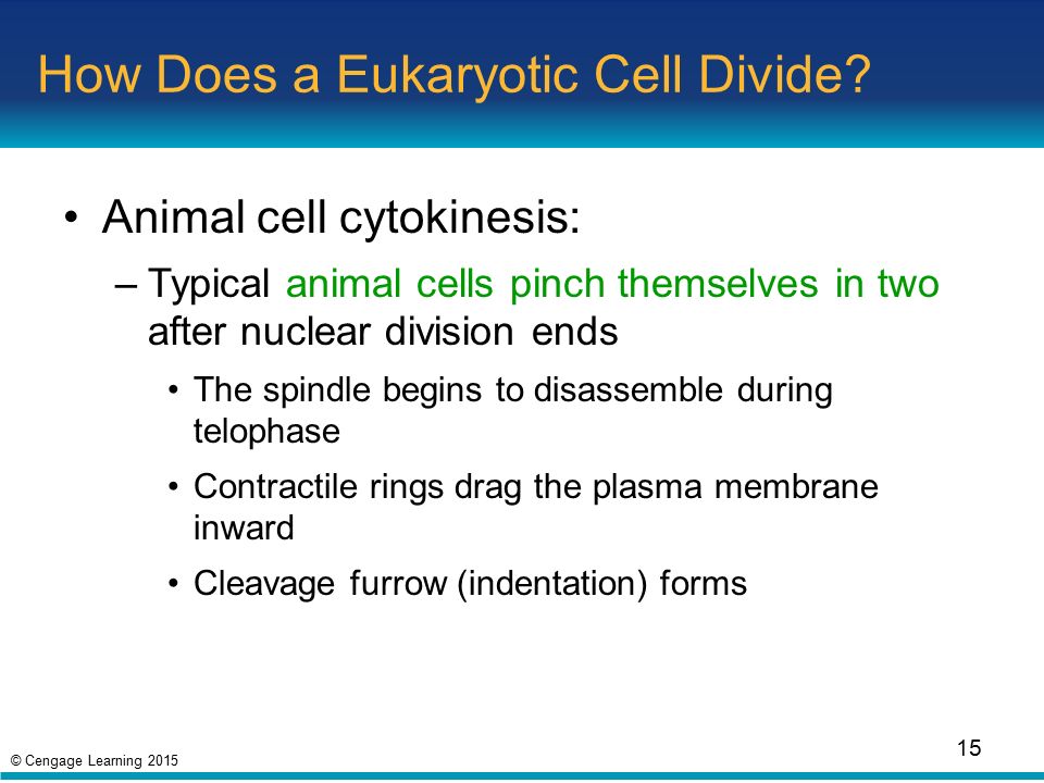 © Cengage Learning 2015 How Does a Eukaryotic Cell Divide.