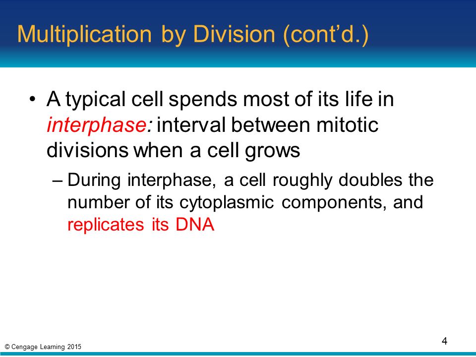 © Cengage Learning 2015 Multiplication by Division (cont’d.) A typical cell spends most of its life in interphase: interval between mitotic divisions when a cell grows –During interphase, a cell roughly doubles the number of its cytoplasmic components, and replicates its DNA 4