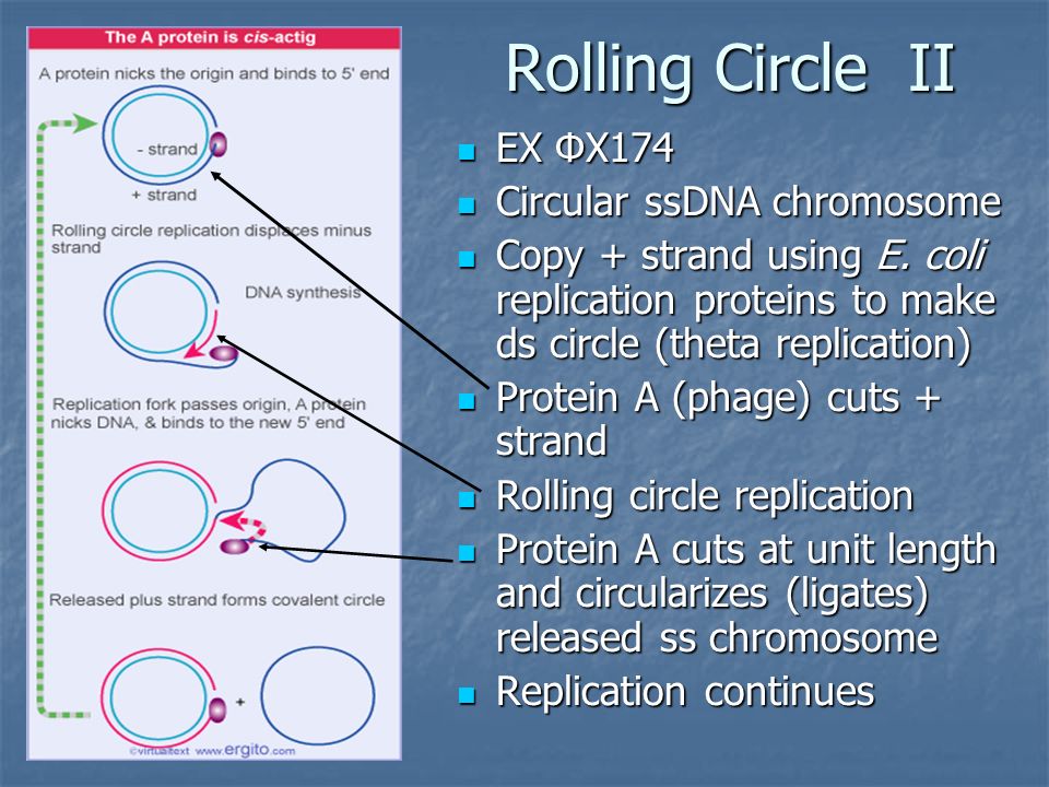 Replication Chapter 7 The Problem Dna Is Maintained In A Compressed Supercoiled State Dna Is Maintained In A Compressed Supercoiled State But Basis Ppt Download