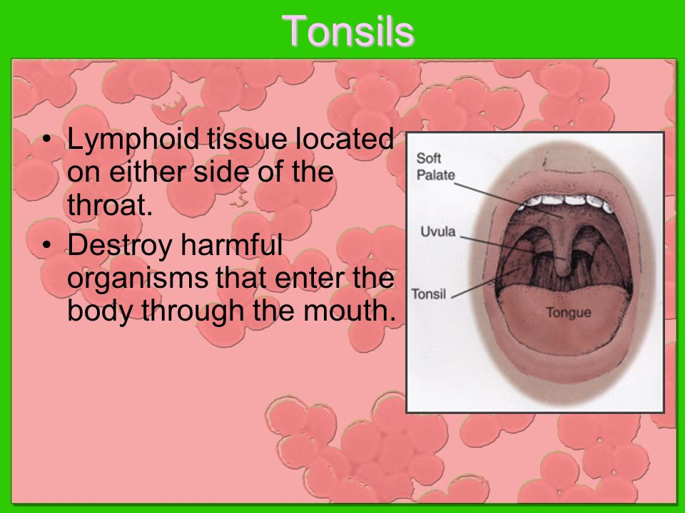 Tonsils Lymphoid tissue located on either side of the throat.