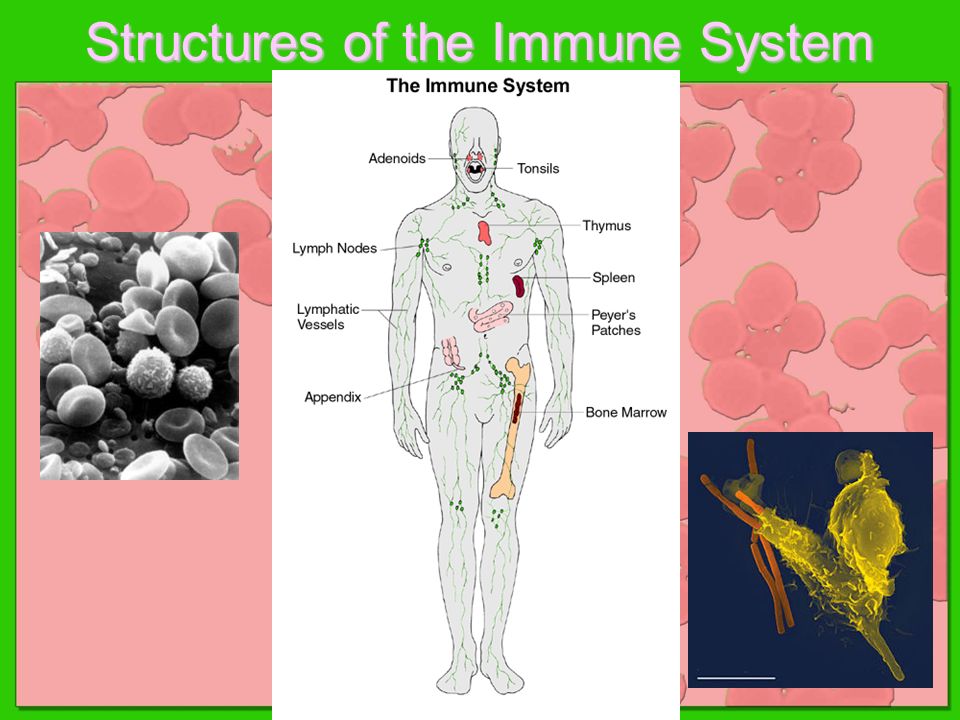 Structures of the Immune System