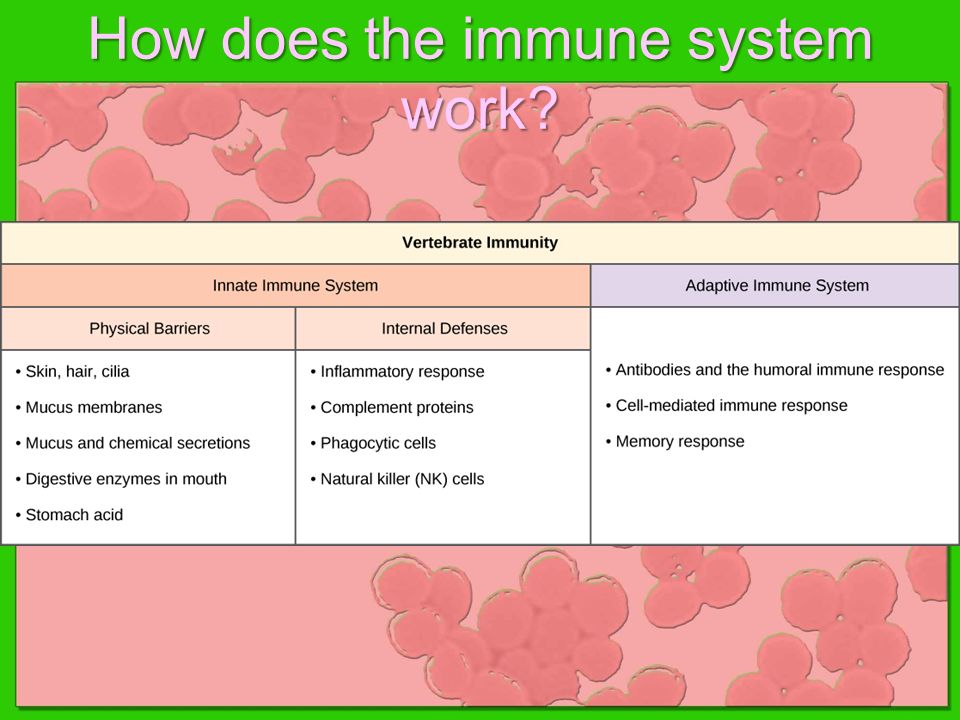 How does the immune system work