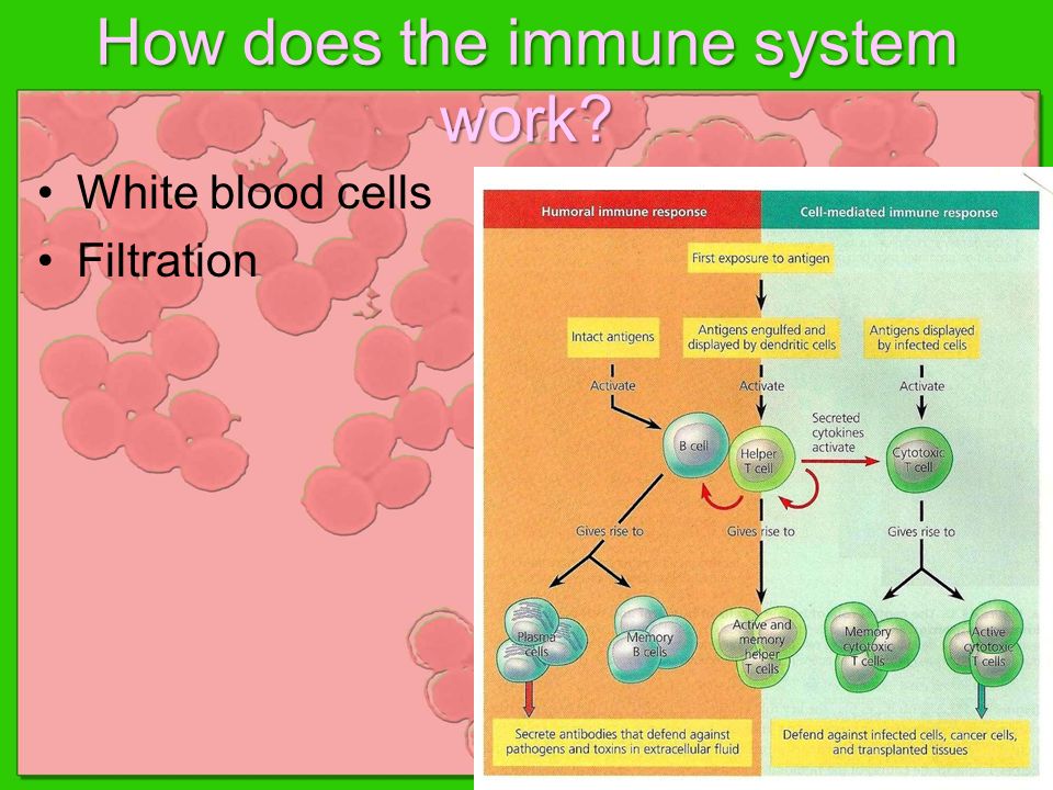 White blood cells Filtration