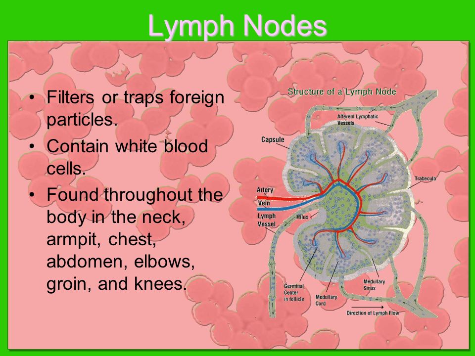 Lymph Nodes Filters or traps foreign particles. Contain white blood cells.