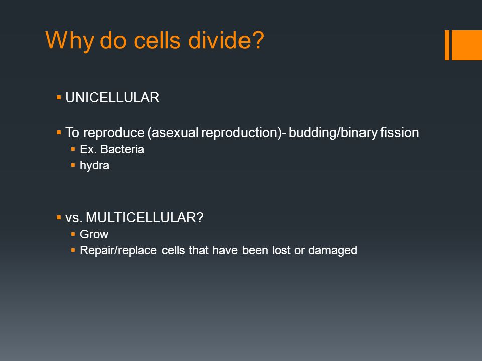 Why do cells divide.