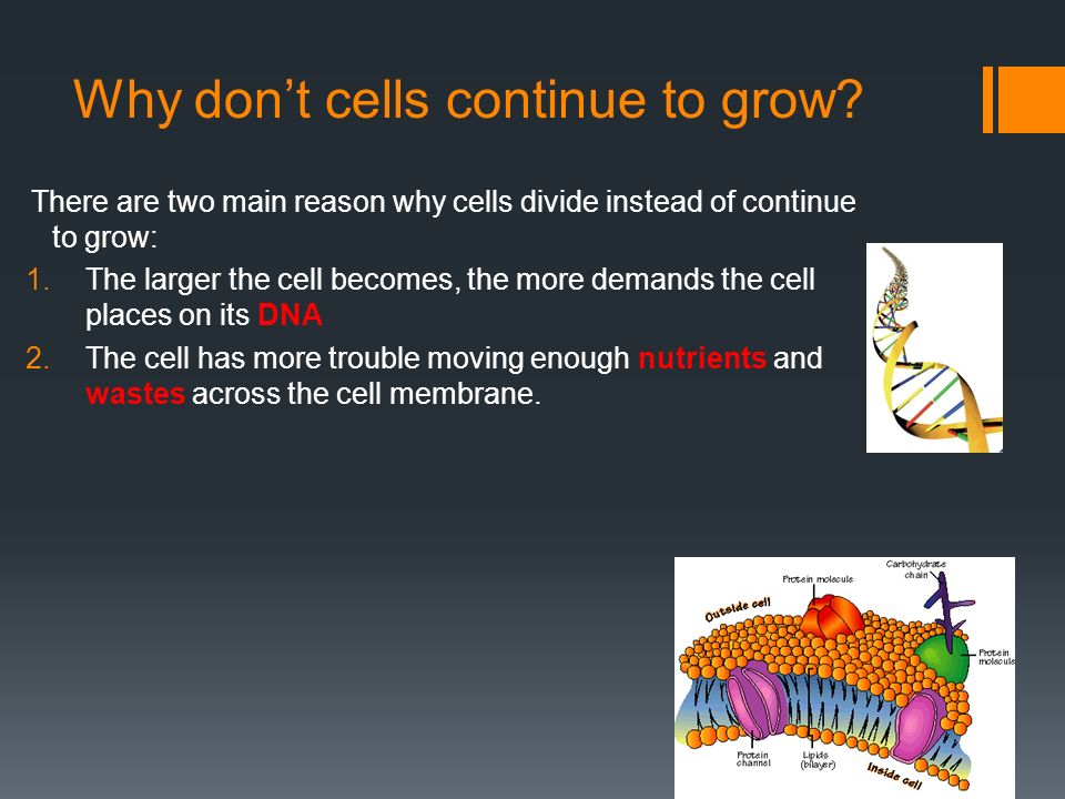 Why don’t cells continue to grow.
