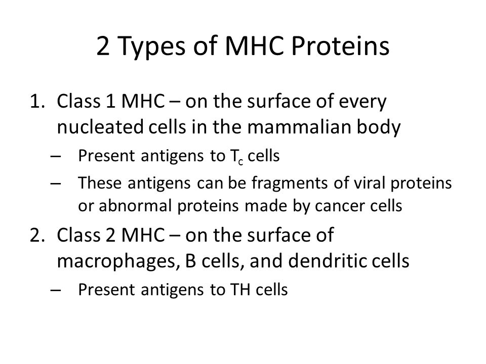 2 Types of MHC Proteins 1.Class 1 MHC – on the surface of every nucleated cells in the mammalian body – Present antigens to T c cells – These antigens can be fragments of viral proteins or abnormal proteins made by cancer cells 2.Class 2 MHC – on the surface of macrophages, B cells, and dendritic cells – Present antigens to TH cells
