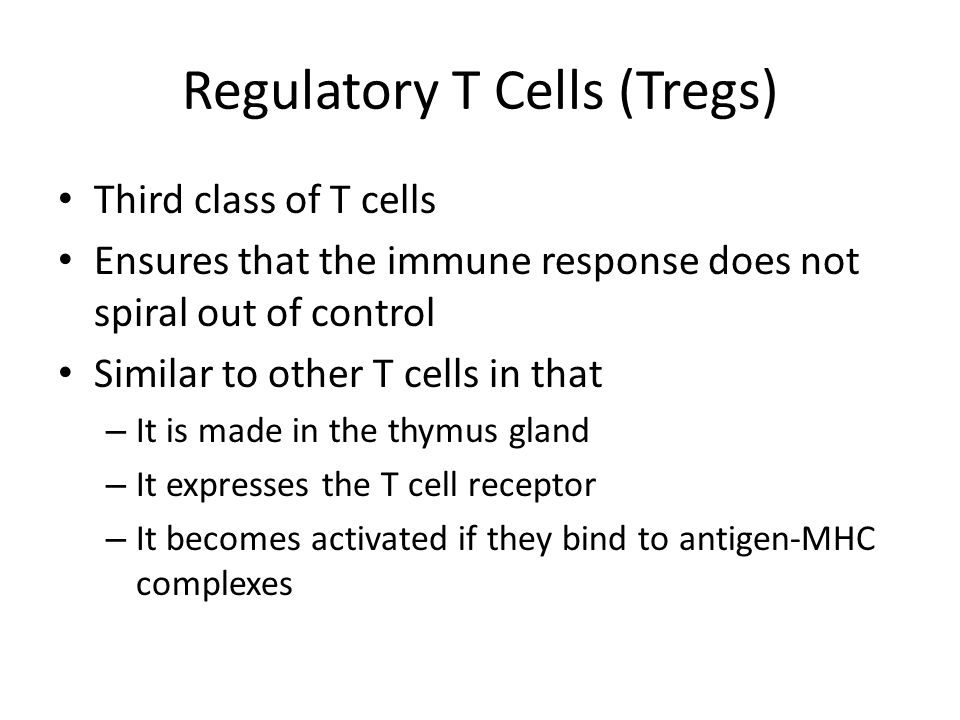 Regulatory T Cells (Tregs) Third class of T cells Ensures that the immune response does not spiral out of control Similar to other T cells in that – It is made in the thymus gland – It expresses the T cell receptor – It becomes activated if they bind to antigen-MHC complexes