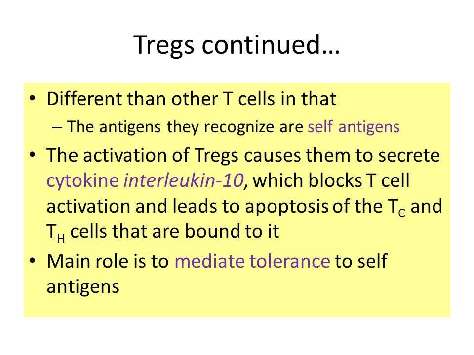 Tregs continued… Different than other T cells in that – The antigens they recognize are self antigens The activation of Tregs causes them to secrete cytokine interleukin-10, which blocks T cell activation and leads to apoptosis of the T C and T H cells that are bound to it Main role is to mediate tolerance to self antigens