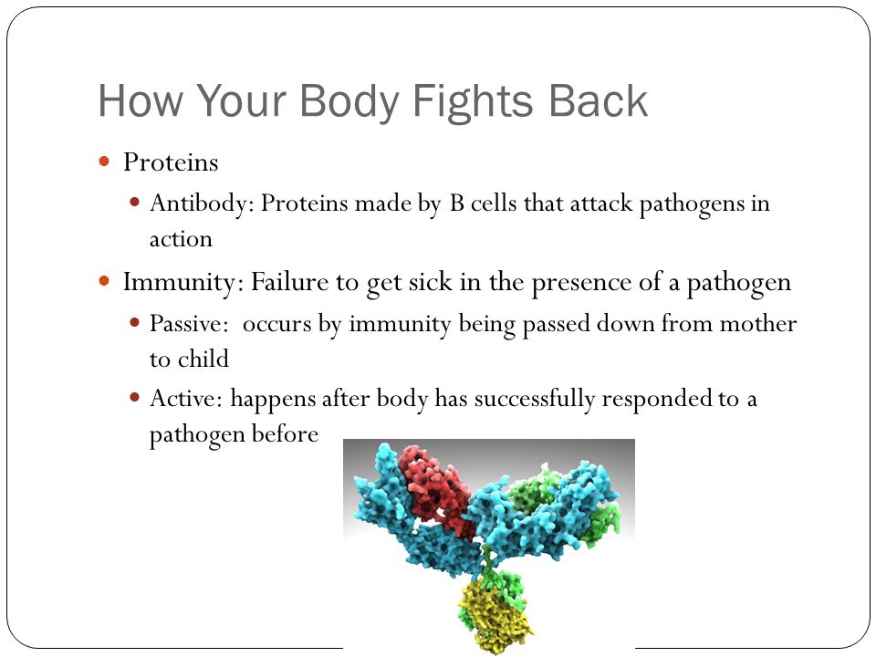 How Your Body Fights Back Proteins Antibody: Proteins made by B cells that attack pathogens in action Immunity: Failure to get sick in the presence of a pathogen Passive: occurs by immunity being passed down from mother to child Active: happens after body has successfully responded to a pathogen before