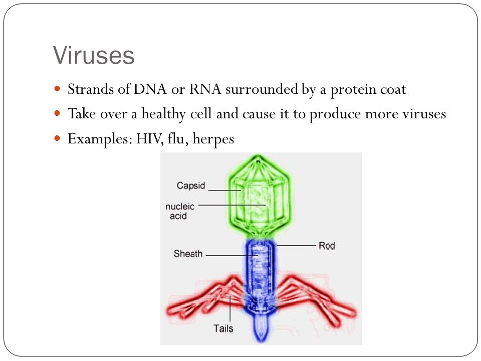 Viruses Strands of DNA or RNA surrounded by a protein coat Take over a healthy cell and cause it to produce more viruses Examples: HIV, flu, herpes
