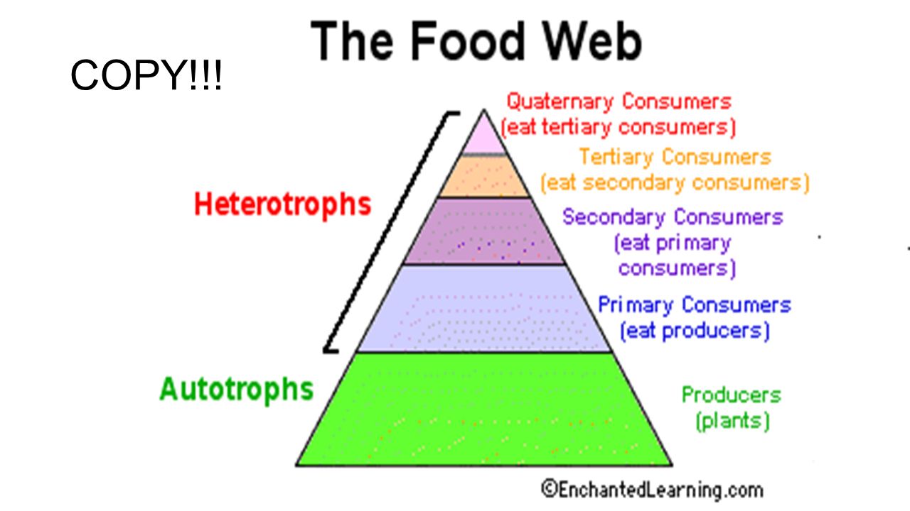 copy define producer consumer autotroph heterotroph food