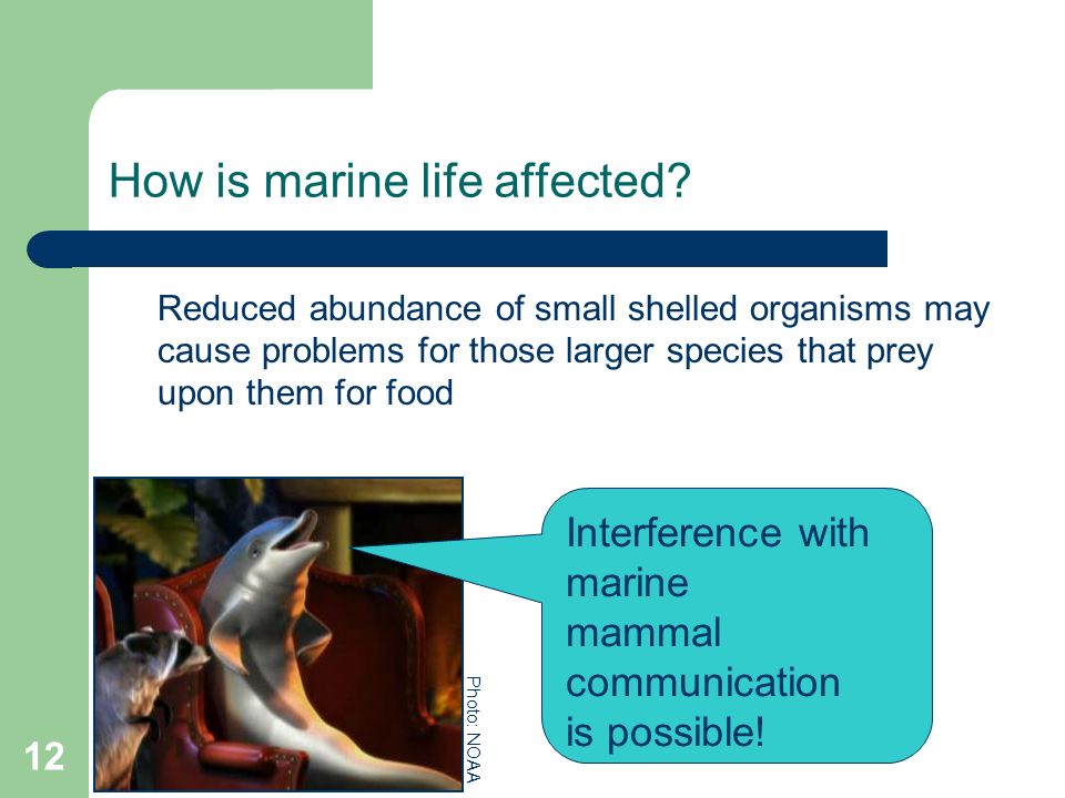 How is marine life affected.