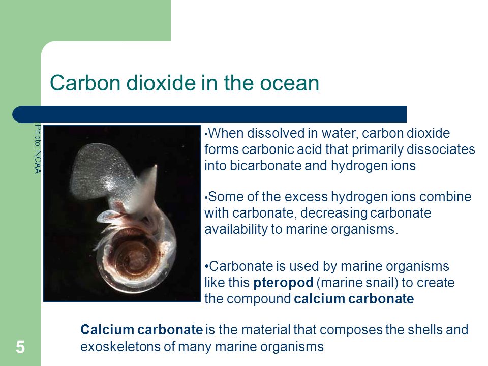Carbon dioxide in the ocean Calcium carbonate is the material that composes the shells and exoskeletons of many marine organisms Photo: NOAA Carbonate is used by marine organisms like this pteropod (marine snail) to create the compound calcium carbonate When dissolved in water, carbon dioxide forms carbonic acid that primarily dissociates into bicarbonate and hydrogen ions Some of the excess hydrogen ions combine with carbonate, decreasing carbonate availability to marine organisms.
