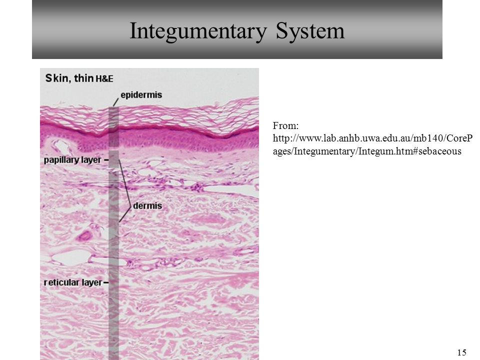 15 Integumentary System From:   ages/Integumentary/Integum.htm#sebaceous