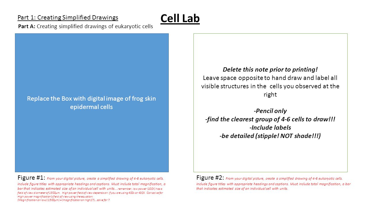 Part 1: Creating Simplified Drawings Replace the Box with digital image of frog skin epidermal cells Figure #1: From your digital picture, create a simplified drawing of 4-6 eukaryotic cells.