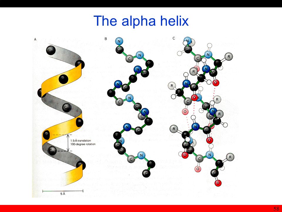 1 Lecture 8 Introduction to Bioinformatics Dr N AYDIN. - ppt download