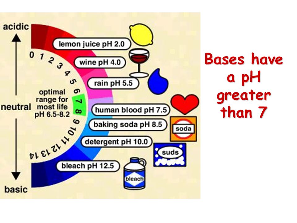 Bases have a pH greater than 7