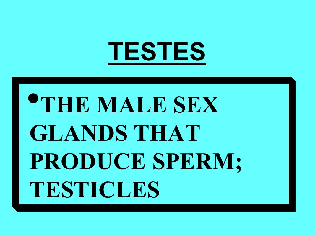THE MALE SEX GLANDS THAT PRODUCE SPERM; TESTICLES TESTES
