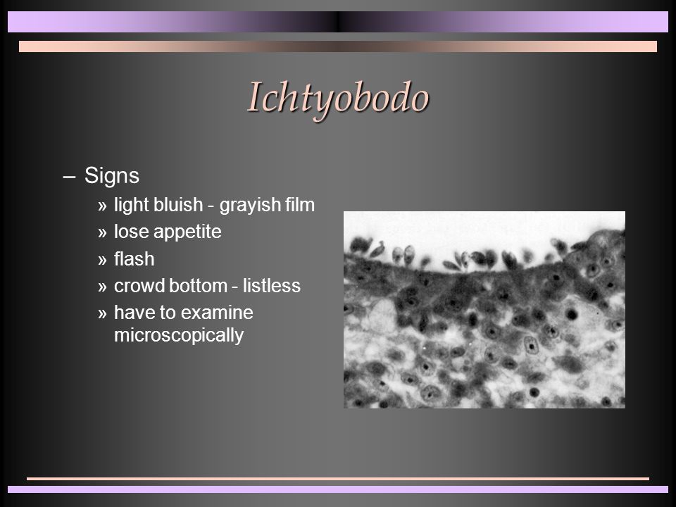 Ichtyobodo –Signs »light bluish - grayish film »lose appetite »flash »crowd bottom - listless »have to examine microscopically