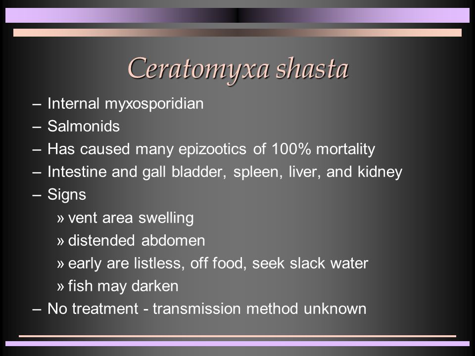 Ceratomyxa shasta –Internal myxosporidian –Salmonids –Has caused many epizootics of 100% mortality –Intestine and gall bladder, spleen, liver, and kidney –Signs »vent area swelling »distended abdomen »early are listless, off food, seek slack water »fish may darken –No treatment - transmission method unknown