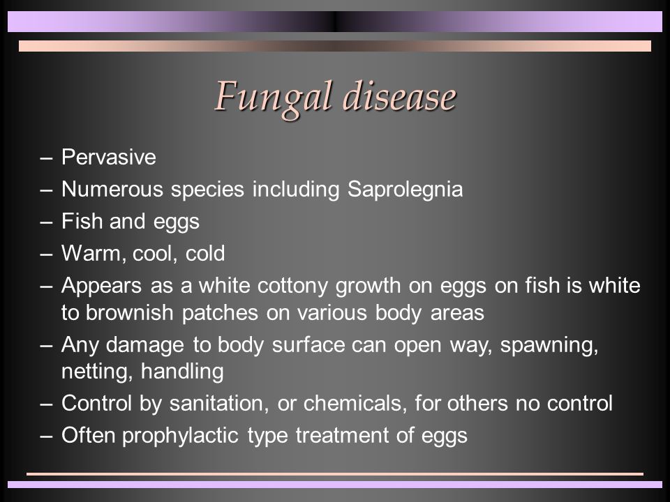 Fungal disease –Pervasive –Numerous species including Saprolegnia –Fish and eggs –Warm, cool, cold –Appears as a white cottony growth on eggs on fish is white to brownish patches on various body areas –Any damage to body surface can open way, spawning, netting, handling –Control by sanitation, or chemicals, for others no control –Often prophylactic type treatment of eggs