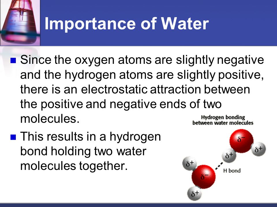 Importance of Water Since the oxygen atoms are slightly negative and the hydrogen atoms are slightly positive, there is an electrostatic attraction between the positive and negative ends of two molecules.