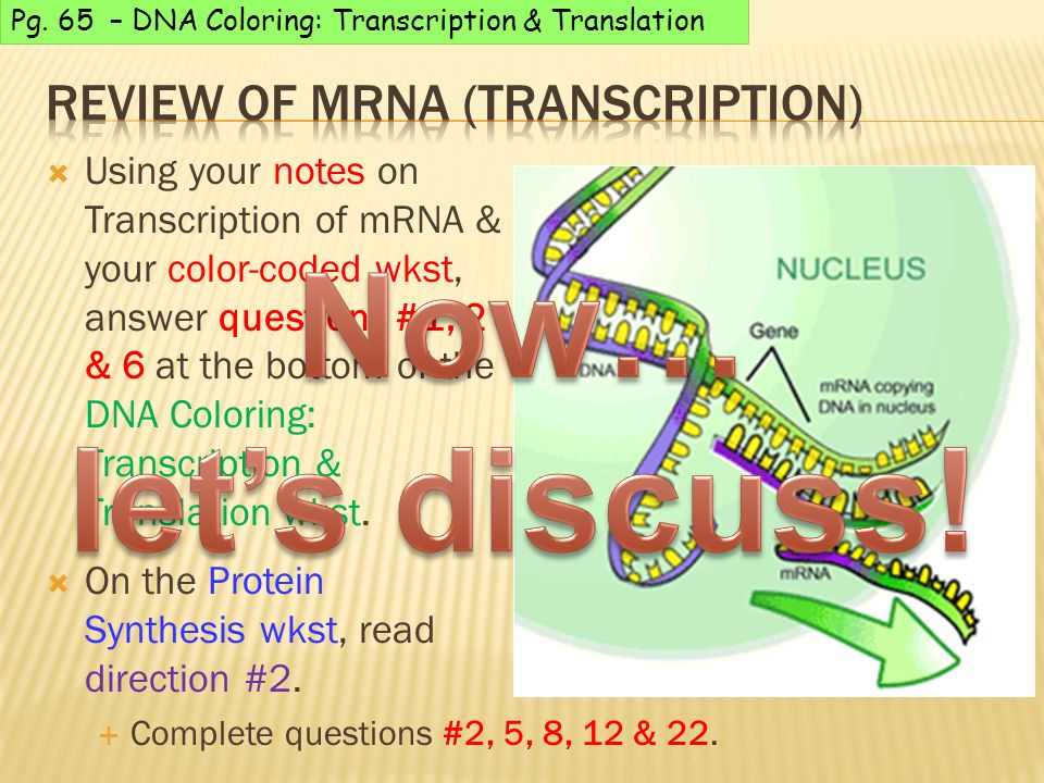 Pick Up Protein Synthesis Notepage Dna Coloring Transcription Translation Protein Synthesis Wkst Agenda 1 Protein Synthesis Notes Transcription Ppt Download
