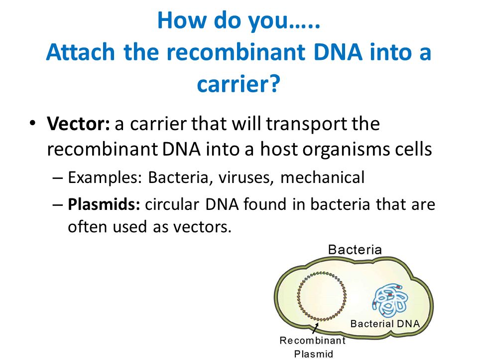 How do you….. Attach the recombinant DNA into a carrier.