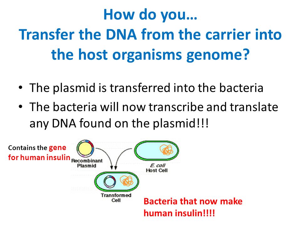 How do you… Transfer the DNA from the carrier into the host organisms genome.