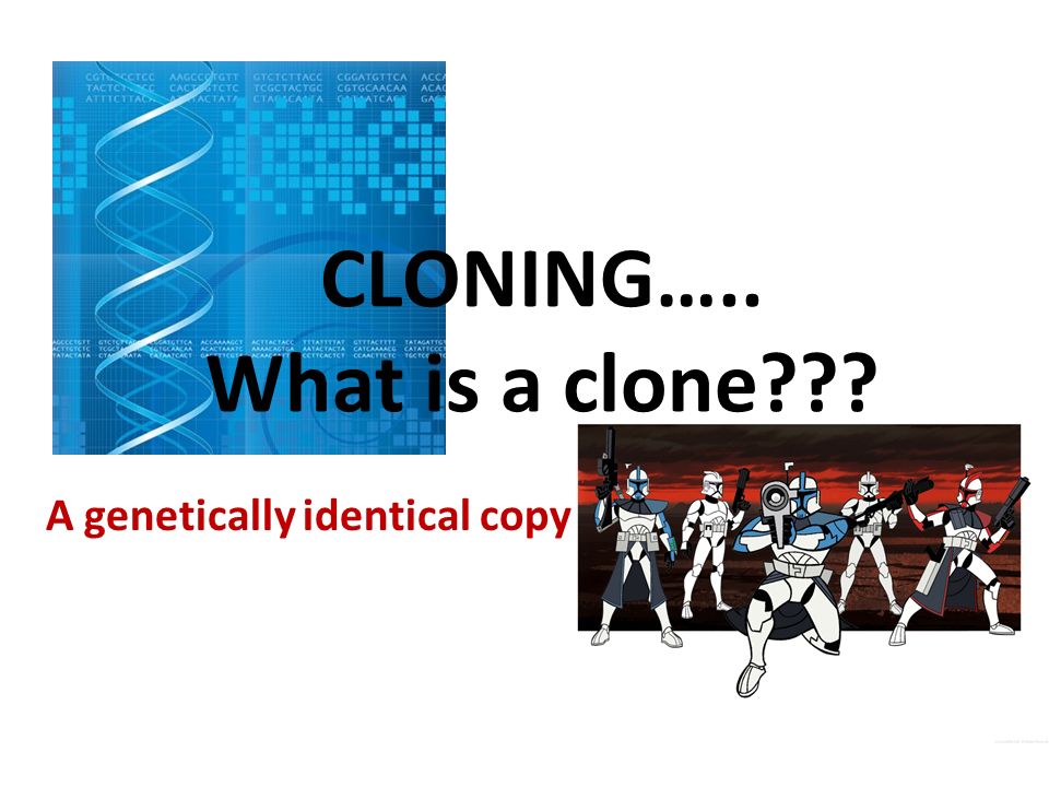 A genetically identical copy CLONING….. What is a clone