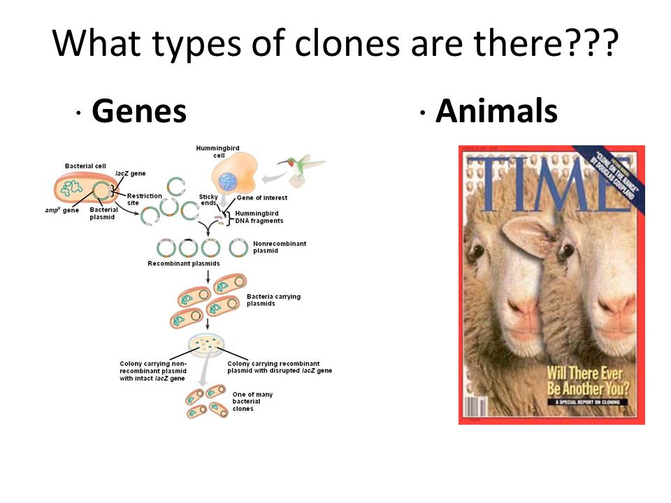 What types of clones are there  Genes  Animals