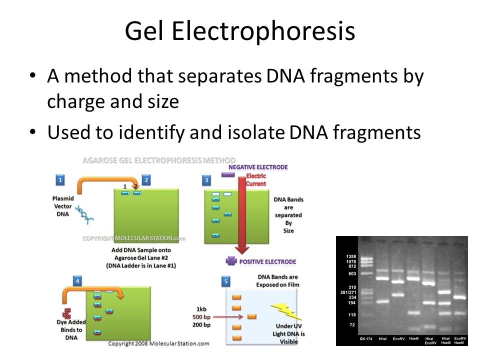 Gel Electrophoresis A method that separates DNA fragments by charge and size Used to identify and isolate DNA fragments