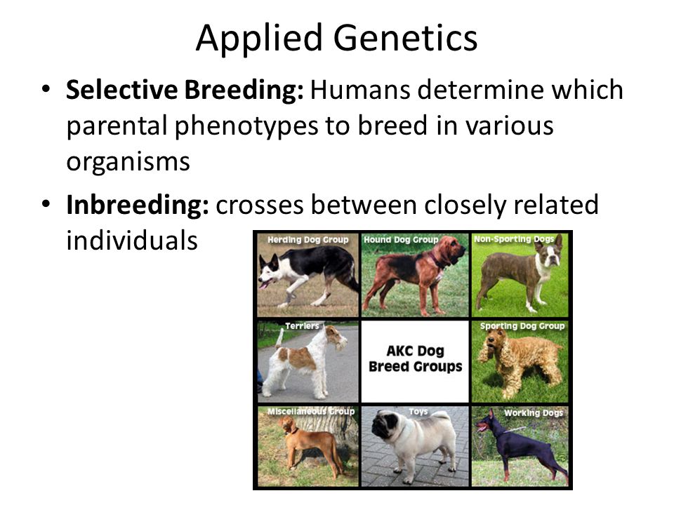 Applied Genetics Selective Breeding: Humans determine which parental phenotypes to breed in various organisms Inbreeding: crosses between closely related individuals