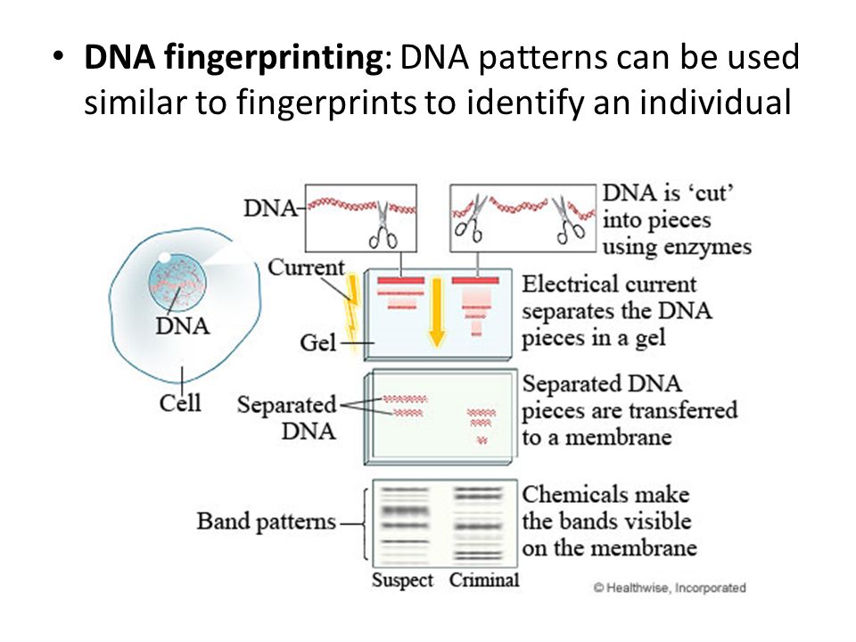 DNA fingerprinting: DNA patterns can be used similar to fingerprints to identify an individual