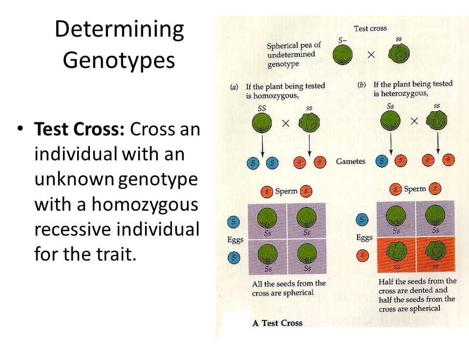 Determining Genotypes Test Cross: Cross an individual with an unknown genotype with a homozygous recessive individual for the trait.