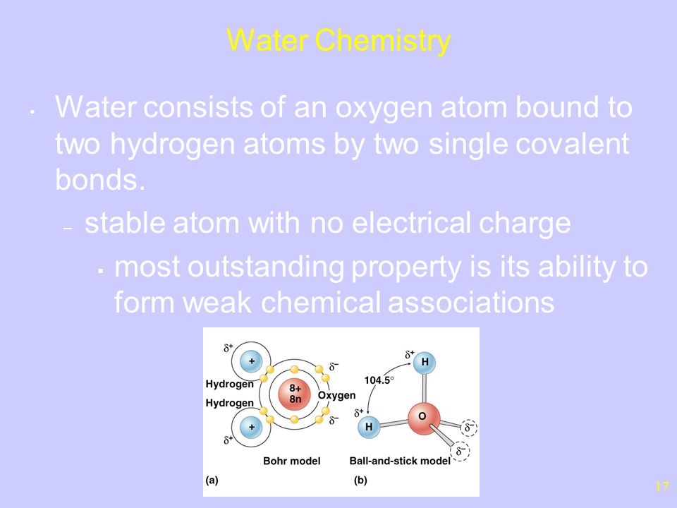 17 Water Chemistry Water consists of an oxygen atom bound to two hydrogen atoms by two single covalent bonds.