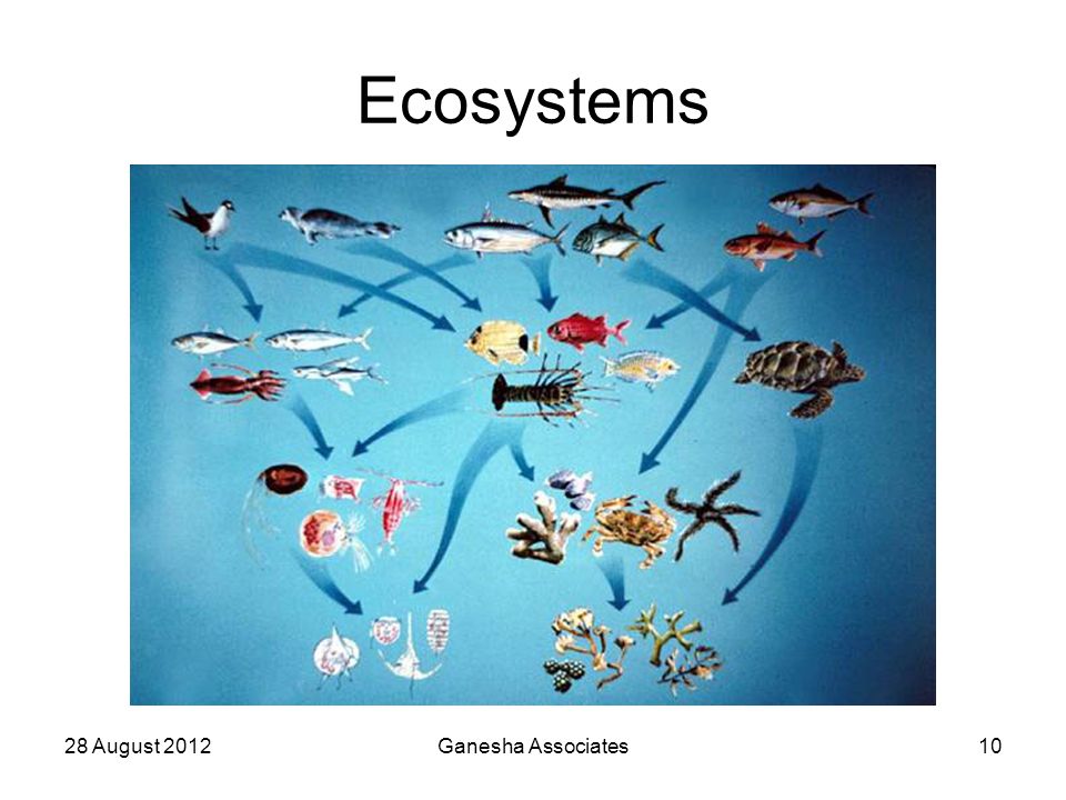 Разнообразие водных организмов. Жизнь организмов в морях и океанах 5 класс биология.