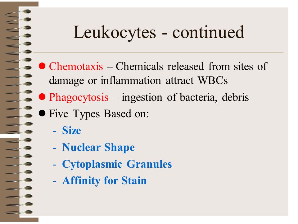 Leukocytes - continued Chemotaxis – Chemicals released from sites of damage or inflammation attract WBCs Phagocytosis – ingestion of bacteria, debris Five Types Based on: -Size -Nuclear Shape -Cytoplasmic Granules -Affinity for Stain