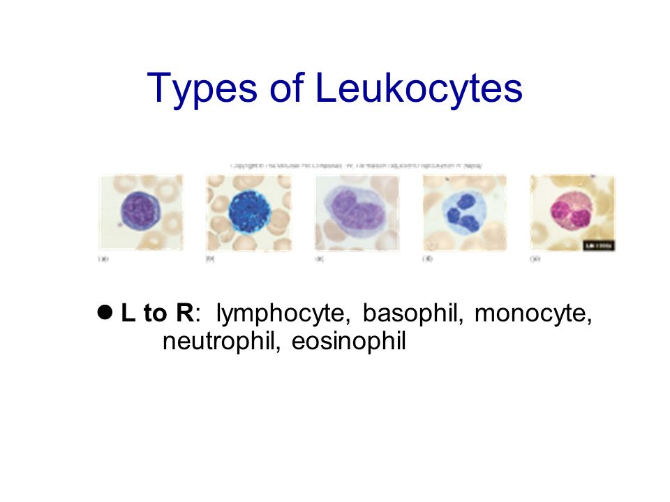 Types of Leukocytes L to R: lymphocyte, basophil, monocyte, neutrophil, eosinophil